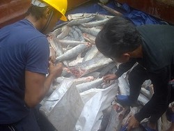 Pengusaha Dukung Susi Buka Industri Pengolahan Ikan untuk Asing