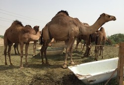 Peternakan Unta Padang Pasir di Makkah