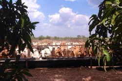 Peternak NT Siap Gugat Keputusan Larangan Ekspor Sapi ke RI 2011 Lalu