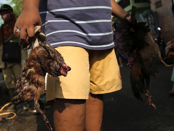 Razia Unggas di Jalan Kwitang