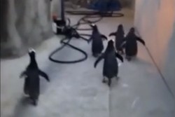 5 Penguin Bersekongkol Kabur dari Kebun Binatang Denmark