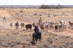 Pemerintah Tolak Penjualan Peternakan Terluas di Australia