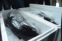 Susi Sempat Kaget, Harga Lelang Ikan Tuna di Palu Naik