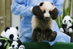 Bayi Panda Pertama Malaysia Dipamerkan di Kebun Binatang