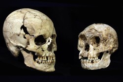 Hobbit Asal Flores Diduga Berasal dari Homo Erectus Berbadan Besar
