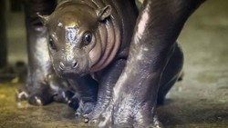 Kuda Nil Kerdil Langka Lahir di Inggris