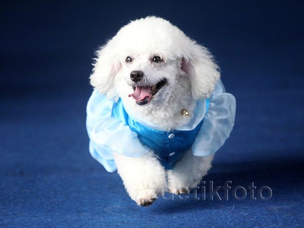 Anjing Berlenggak-lenggok Bak Model di Atas Catwalk