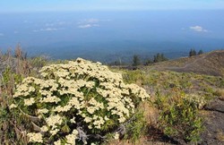 Mari Mendaki Gunung Tambora