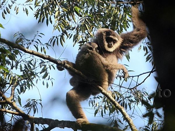 Owa Jawa yang Terancam Punah