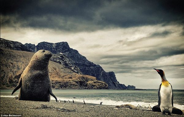 Potret Memukau Gunung Es & Satwa Liar Antartika