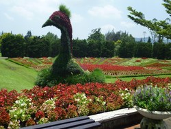 Taman Bunga Nusantara di Jawa Barat Seperti di Eropa