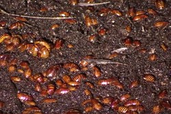 Masuk ke Gua Penuh Kecoak di Malaysia, Berani?