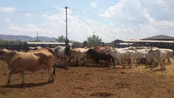 Mengintip Peternakan Sapi Australia yang Punya Cabang di RI