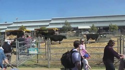 Royal Melbourne Show, Cara Victoria Hargai Kerja Keras Petani-Peternak