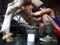 Produksi Stagnan, Impor Susu Masih Tinggi