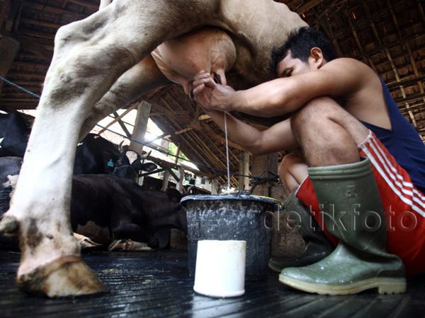 Produksi Stagnan, Impor Susu Masih Tinggi
