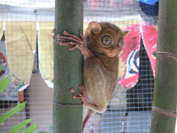 Si Gigi Tajam & Si Mata Belo di Kantor Disbudpar Belitung Timur