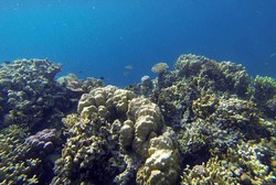 Menyelami Indahnya Kekayaan Bahari Sombori di Sulteng