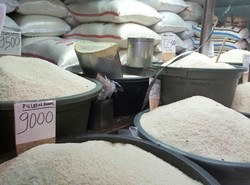 Di Karawang Beras Medium Berlimpah, KPPU: Kenapa di Jakarta Kosong?