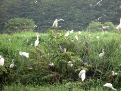 Melihat Kerajaan Burung di Deli Serdang