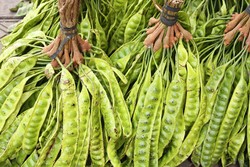 Agar Rasanya Renyah Enak, Perhatikan 4 Hal Ini Saat Memilih Petai