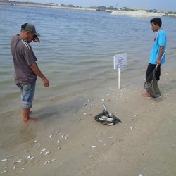 Banyak Ikan Mati, Pengunjung Ancol Diimbau Tak Berenang Dulu
