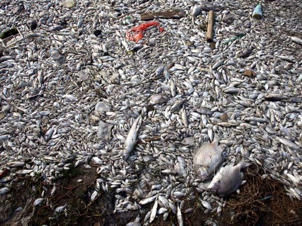 Jutaan Ikan Mati di Ancol