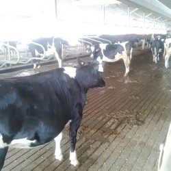 Dianggarkan Rp 1 T, Program Impor Sapi Indukan Masih Mandek