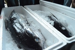 Bisnis Cold Storage Diusulkan Terbuka 100% untuk Asing