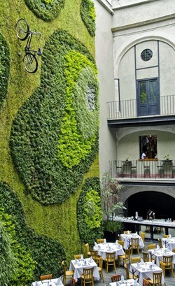 Dinding Berlumut Kini Tak Lagi Menjijikan, Tapi Jadi Penghias Rumah