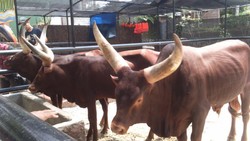 Si Tanduk Raksasa & Permainan Seru di Piknik detikTravel