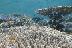 Aquarium Point, Spot Snorkeling Keren di Sombori