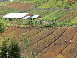 Ada Kebun-kebun Nan Indah di Pedalaman Papua