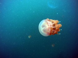 Pesona Kakaban, Danau Purba & Ubur-ubur Tanpa Sengat