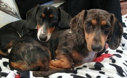 Jatuh Cinta Saat Liburan, Dua Anjing Ini Tak Terpisahkan