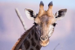 Keren! Traveler Buat Video Time Lapse Liburan 10 Hari Safari di Afrika