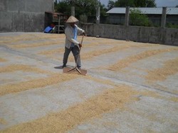 Selain Pasar, KPPU Cek Dugaan Permainan Beras di Penggilingan Padi