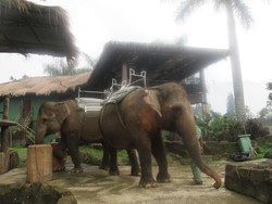 Aneka Koleksi Satwa Lucu di Royal Safari Garden, Bogor