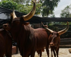 Bukan Sapi Biasa, Inilah Watusi dari Afrika