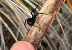 Si Kecil Mematikan di Selandia Baru yang Terancam Punah