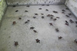 Lihat Tukik Penyu Lucu, Cuma Ada di Pulau Kepayang