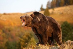 Turis Inggris Selamat dari Serangan Beruang Grizzly di Kanada
