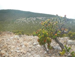 Lembah Indah di Gunung Dempo Itu Bernama Pelataran