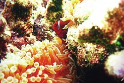 Karimunjawa, Surga Bahari di Utara Jawa