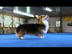 Salah Penerbangan, Seekor Anjing Jadi Liburan di Hawaii