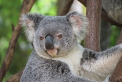 Peluk Koala & Selfie Bareng Kanguru di Gold Coast