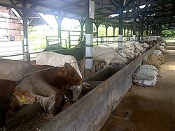 Kementan Minta Impor Sapi Indukan Dibuka Hingga 35.000 Ekor
