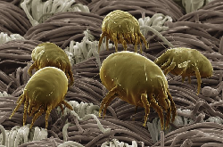 Tungau Ternyata Rajanya Penyebab Alergi