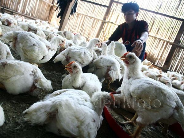 Pakan Ternak Ayam Potong Masih Impor Pakan Ternak Ayam Potong Masih Impor