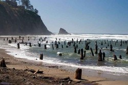 Barisan Pohon Hantu di Pantai Neskowin, AS